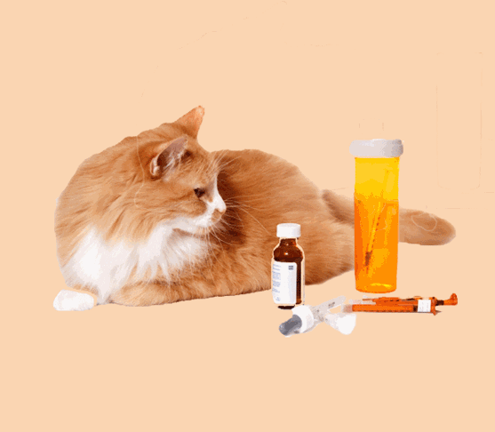 Picture of Cat/Annual vaccine (Tricat + Rabies)