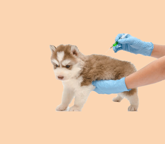 Picture of Penta Dog vaccine