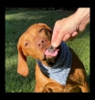 Picture of Jo Pro Dog Training Treats (100g)  (S&L)
