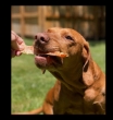 Picture of Jo Pro Dog Dried Chicken( 100g)  
