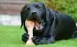 Picture of Jo Pro Dog Smoked Bone(L)(1Pcs)