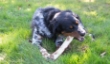 Picture of Jo Pro Dog Smoked Bone Ribs