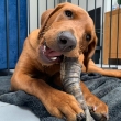 Picture of Jo Pro Dog Horn(1pcs)