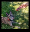 Picture of Jo Pro Dog Cut Beef Trachea (4/pack)