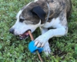 Picture of Jo Pro Dog Bully Stick Large(3pcs)