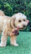 Picture of Jo Pro Dog Bone (S)(1psc)