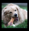 Picture of Jo Pro Dog Smoked Bone (XXL) (1pcs)