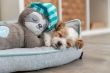 Picture of Triexi  Junior sloth with heartbeat