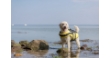 Picture of Trixie Life vest, XL: 65 cm, yellow/black
