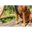 Picture of Trixie Premium active harness, M–L: 60–75 cm/25 mm, red