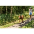 Picture of Trixie Premium active harness, S–M: 39–56 cm/15 mm, petrol
