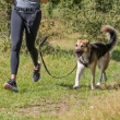 Picture of Trixie Waist belt with lead, neoprene padded   70–120 cm
