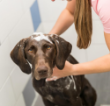 Picture of Trixie Aloe Vera Dog Shampoo - ALOE/1L
