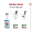 Picture of ROYAL CANIN MINI ADULT CIL 195g (12/Pac)