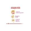 Picture of Royal Canin British shorthair kitten 2kg 