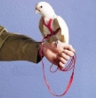 Picture of The Aviator Harness and Leash