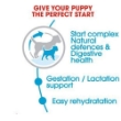 Picture of Royal Canin Mini starter 1KG