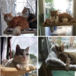 Picture of Sunny Seat Window Mounted Cat Bed Hammock Perch