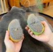 Picture of 3-in-1 Rechargeable Steamy Cat & Dog Grooming Brush