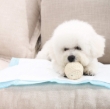 Picture of Ultra-Absorbent Medium Breed Puppy Training Pads (Size M, 50-Pack)