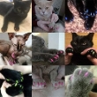 Picture of WILLBOND 200-Piece Cat Nail Caps Kit (20 Colors) with Adhesive Glue & Applicators