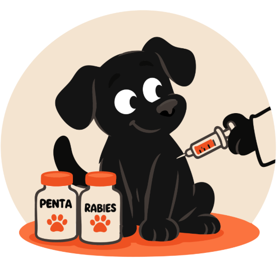 Picture of Dog/Annual vaccine (Penta+Rabies)
