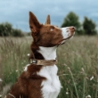 Picture of K9 tactical collar for dogs