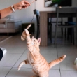 Picture of Ferplast PA 4998 Wooden Cat Wand Teaser Toy