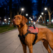 Picture of Ferplast OPTICAL LED Dog Harness (Red / Grey)