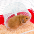 Picture of Ferplast Criceti 9 Hamster Cage (White)