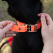 Picture of Ferplast Daytona Padded Nylon Dog Collar (C25/53) BLUE