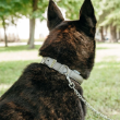 Picture of Ferplast Daytona Padded Nylon Dog Collar (C25/53) OLIVE