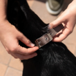 Picture of Ferplast Daytona  C25/45  Nylon Padded Dog Collar - Brown