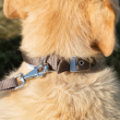 Picture of Ferplast Daytona C20/43   Nylon Padded Dog Collar Brown