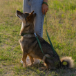 Picture of Ferplast Club G25/120 Nylon Dog Leash – Brown