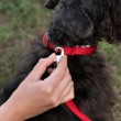 Picture of Ferplast Daytona C15/35 Red Nylon Dog Collar