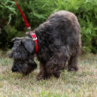 Picture of Ferplast Daytona C15/35 Red Nylon Dog Collar